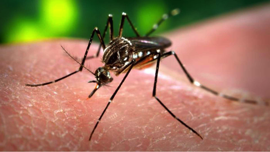 Mosquitoes Causing More Buzz Than Usual: Why You Should Care About the Zika Pandemic