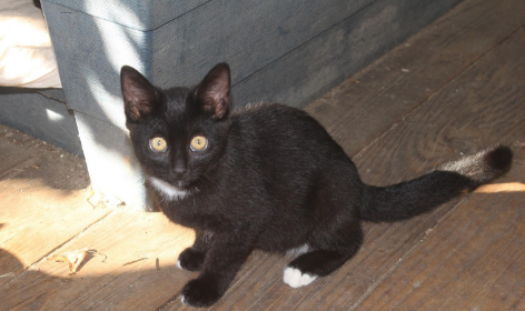 Dr. Whitfield Wants You to Know That These Kittens Make “Purr-fect” Pets