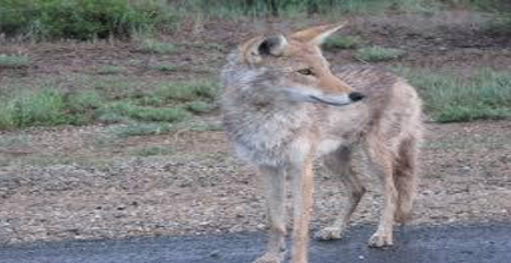 Coyote Sightings Becoming More Frequent