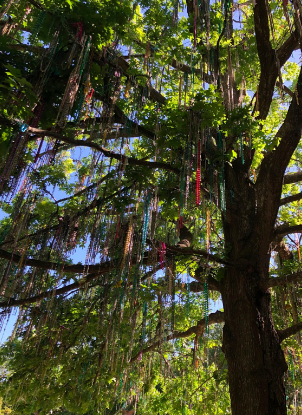 Photo by Sofia Papadopoulos
Mardi Gras Tree located on the Tulane quad. 