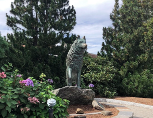 Photo by Sofia Papadopoulos 
UConn’s mascot Jonathan the Husky showing full Husky Pride on Campus. 