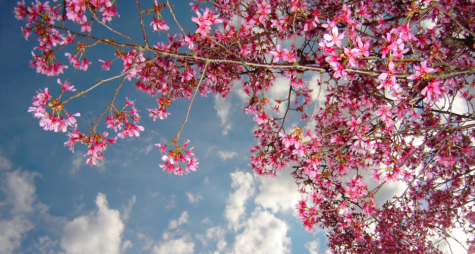 As the weather becomes warmer, there are many activities to do outside as well as in the comfort of your own home. 